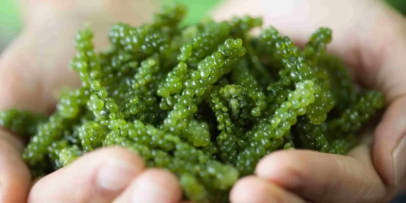 Dinh dưỡng từ tảo xoắn